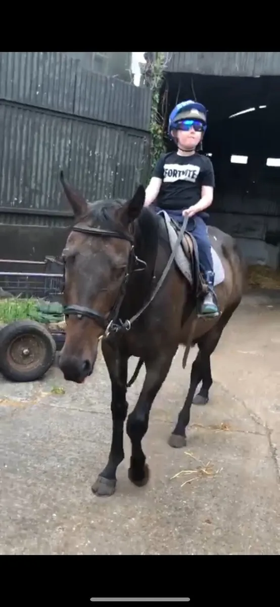 Dessie 6 year old 15.2 gelding - Image 4