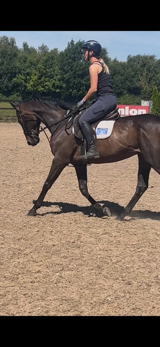 Dessie 6 year old 15.2 gelding - Image 1