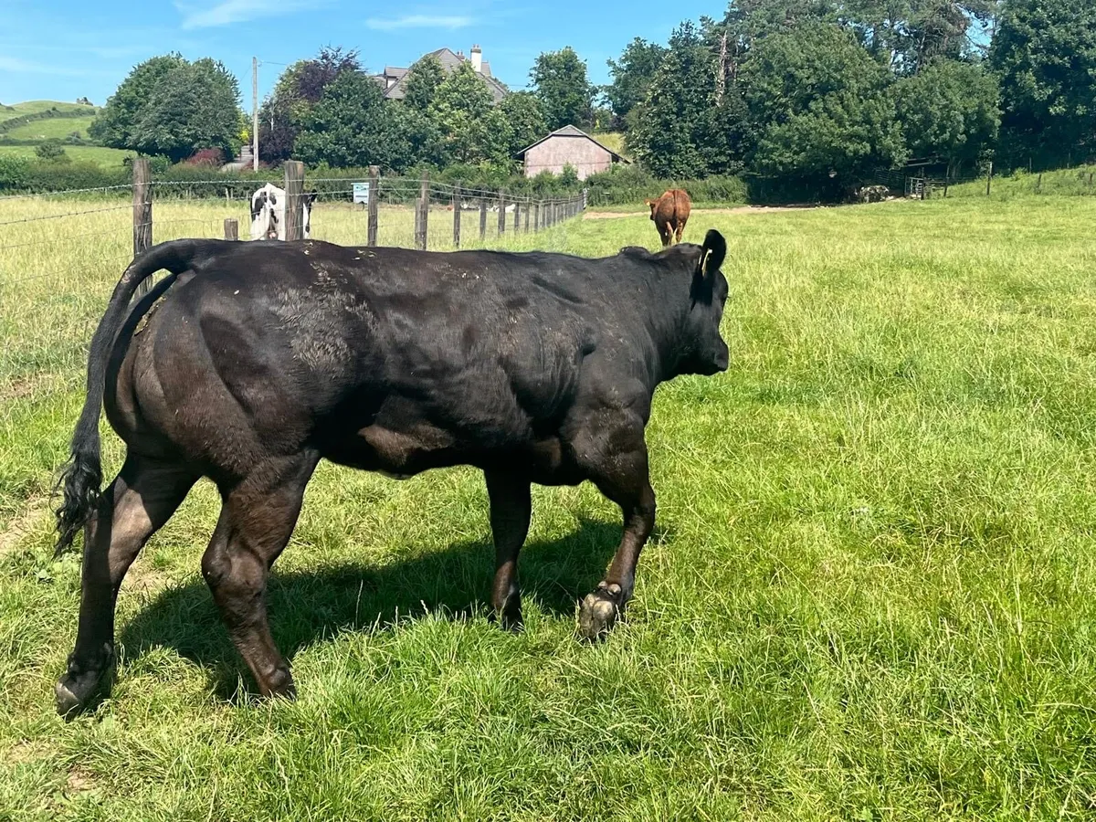 U grade Belgian blue show heifer’ - Image 1