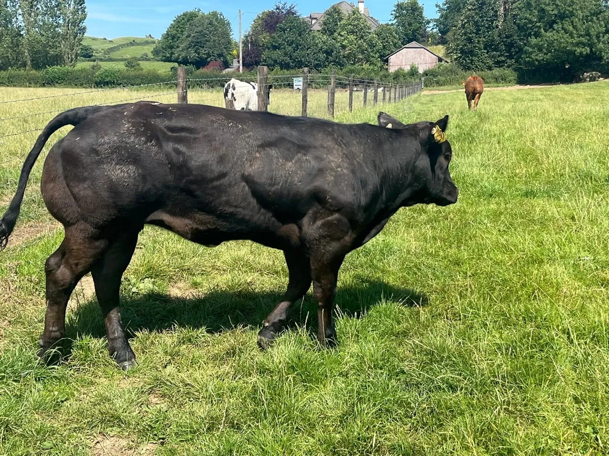 U grade Belgian blue show heifer’ - Image 2
