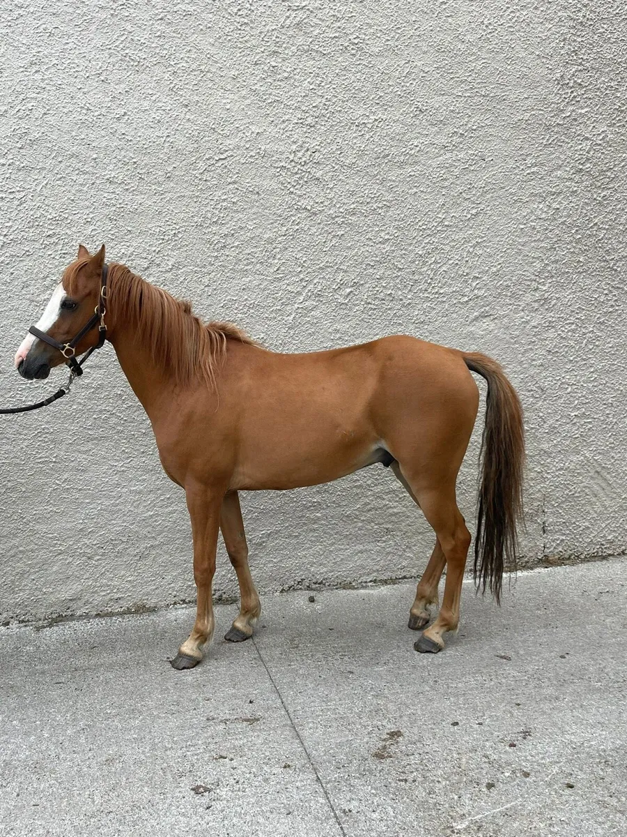 Reg Welsh pony - Image 1