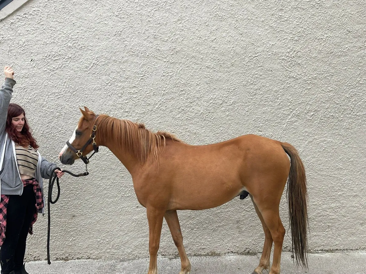 Reg Welsh pony - Image 2
