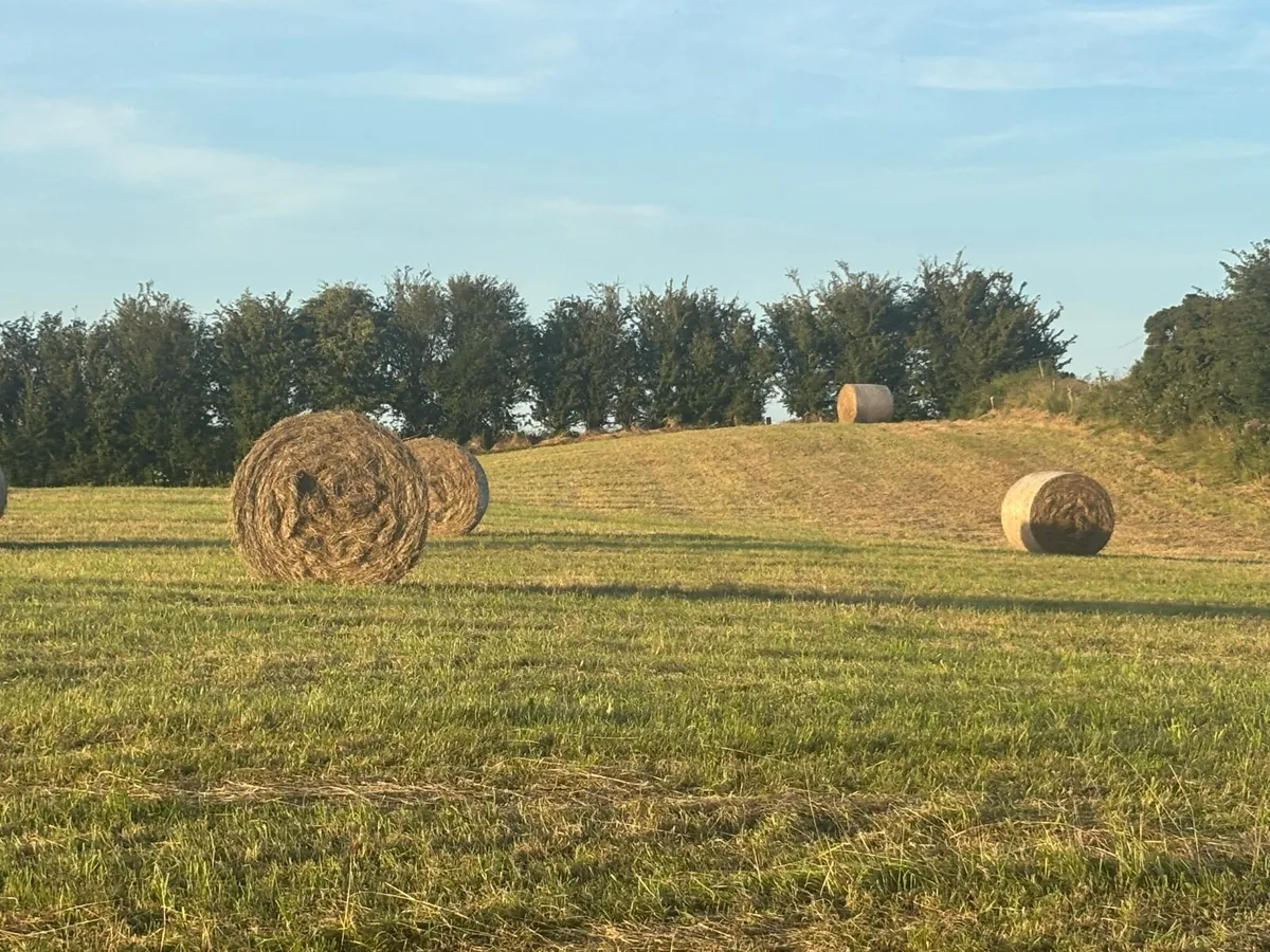 hay - Image 1