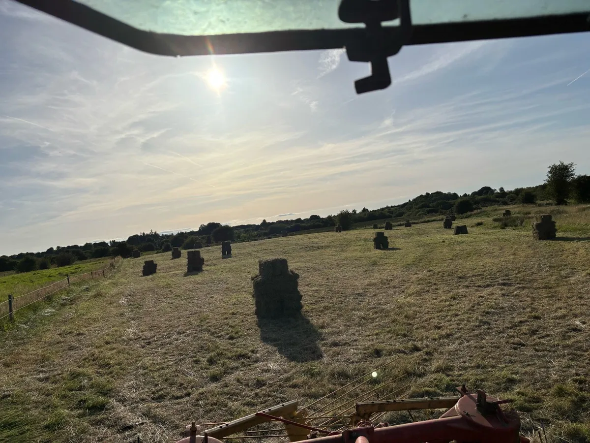 hay - Image 2