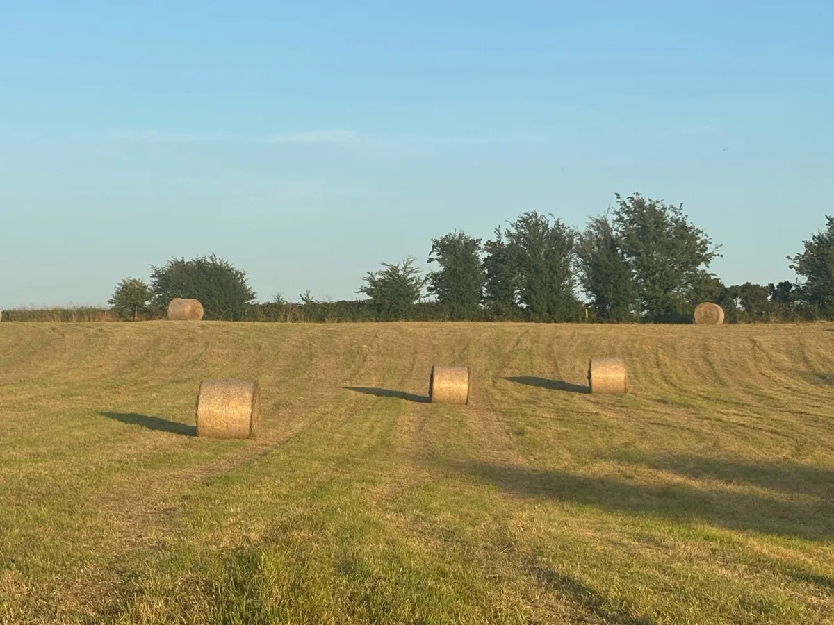 hay - Image 3