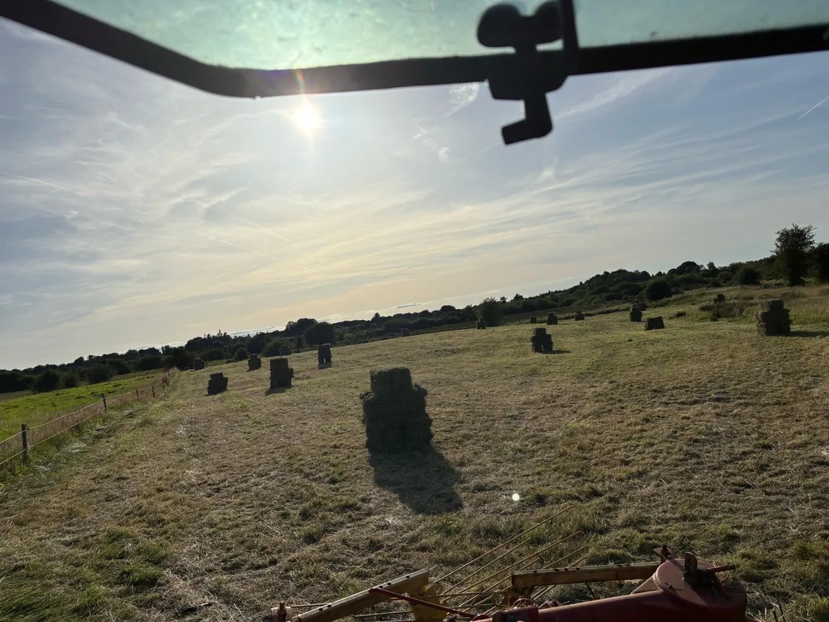 hay - Image 4