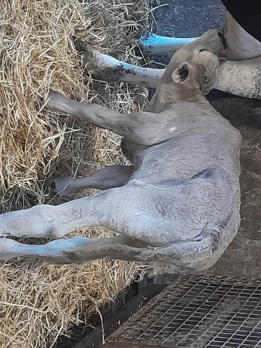 Calves - Image 2