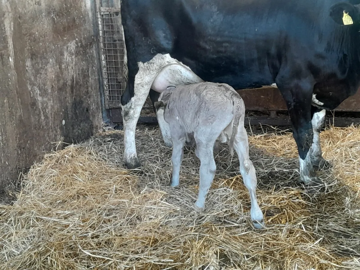 Calves - Image 1