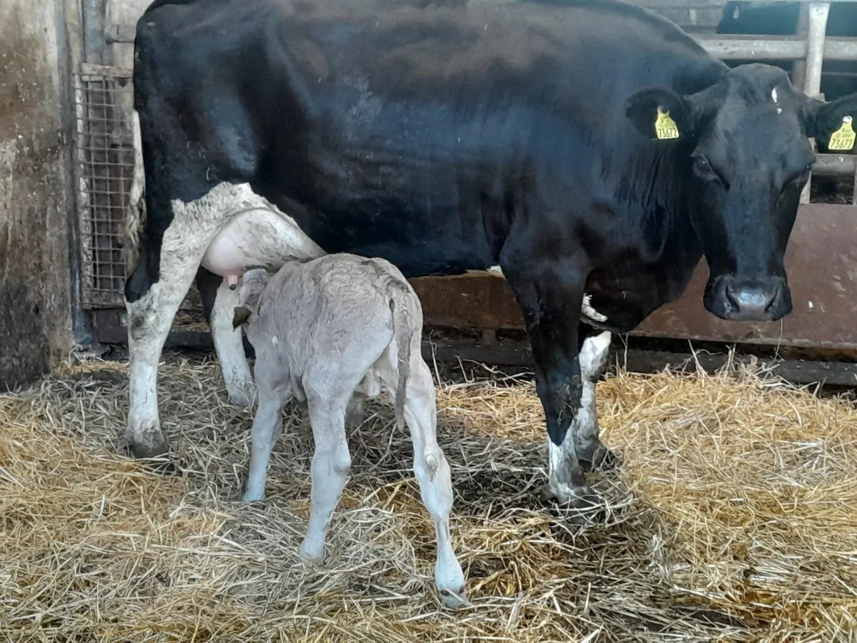 Calves - Image 3