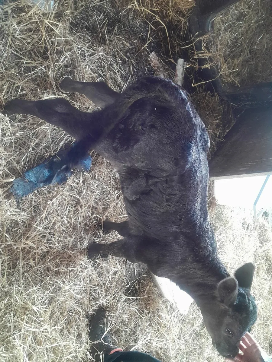 Calves - Image 4