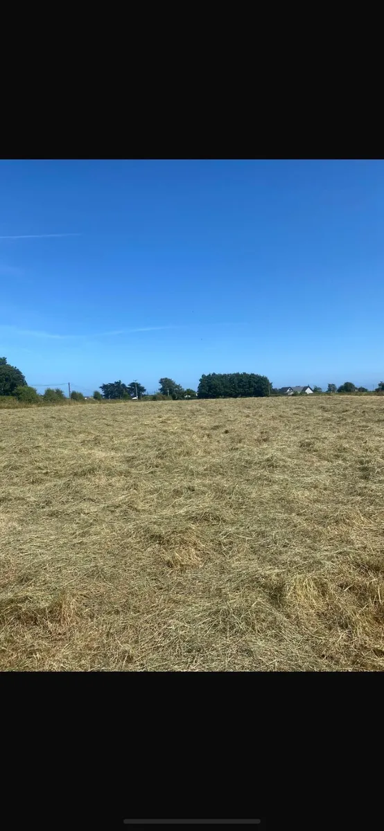 Hay - Image 2