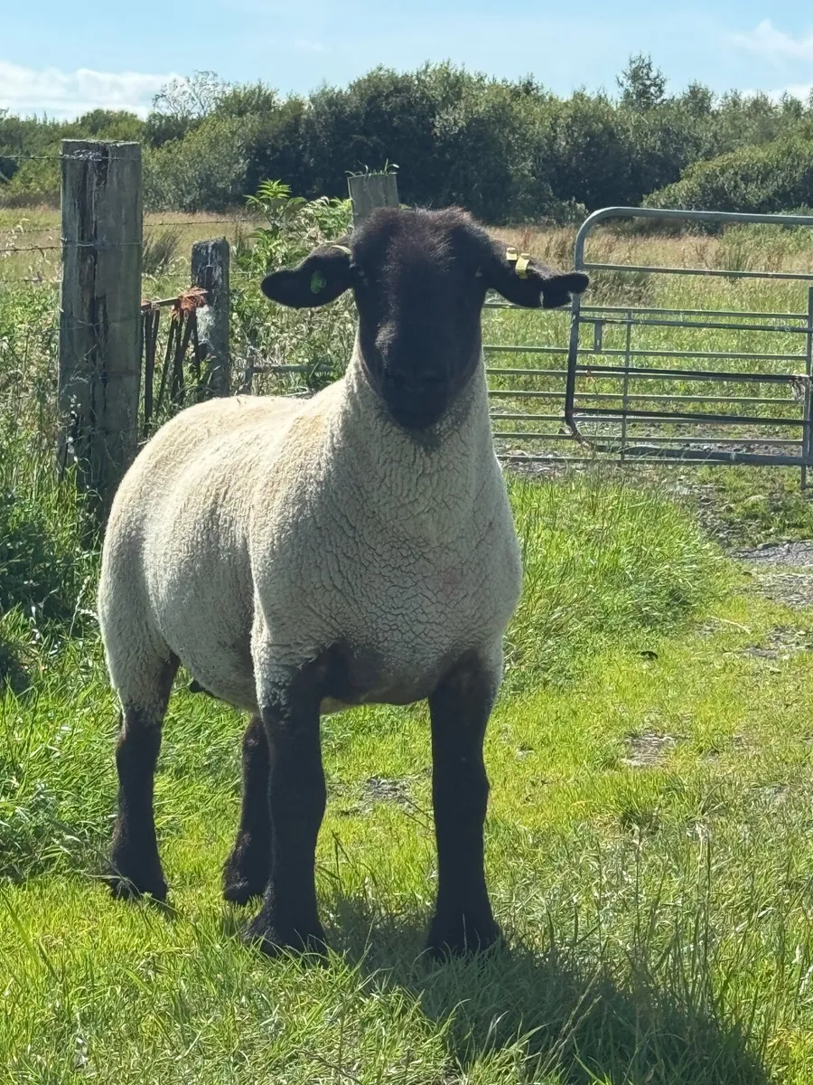 Pedigree Suffolk ewe - Image 1