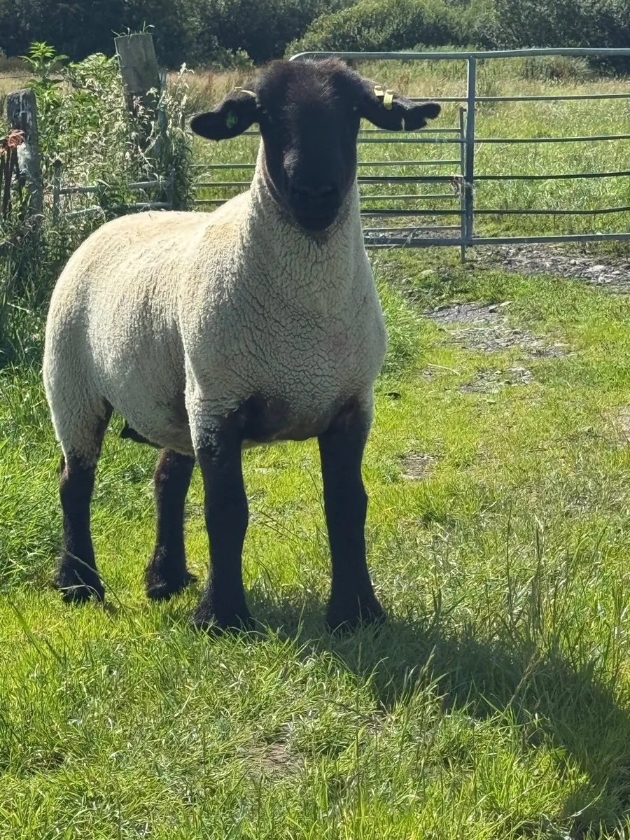 Pedigree Suffolk ewe - Image 2
