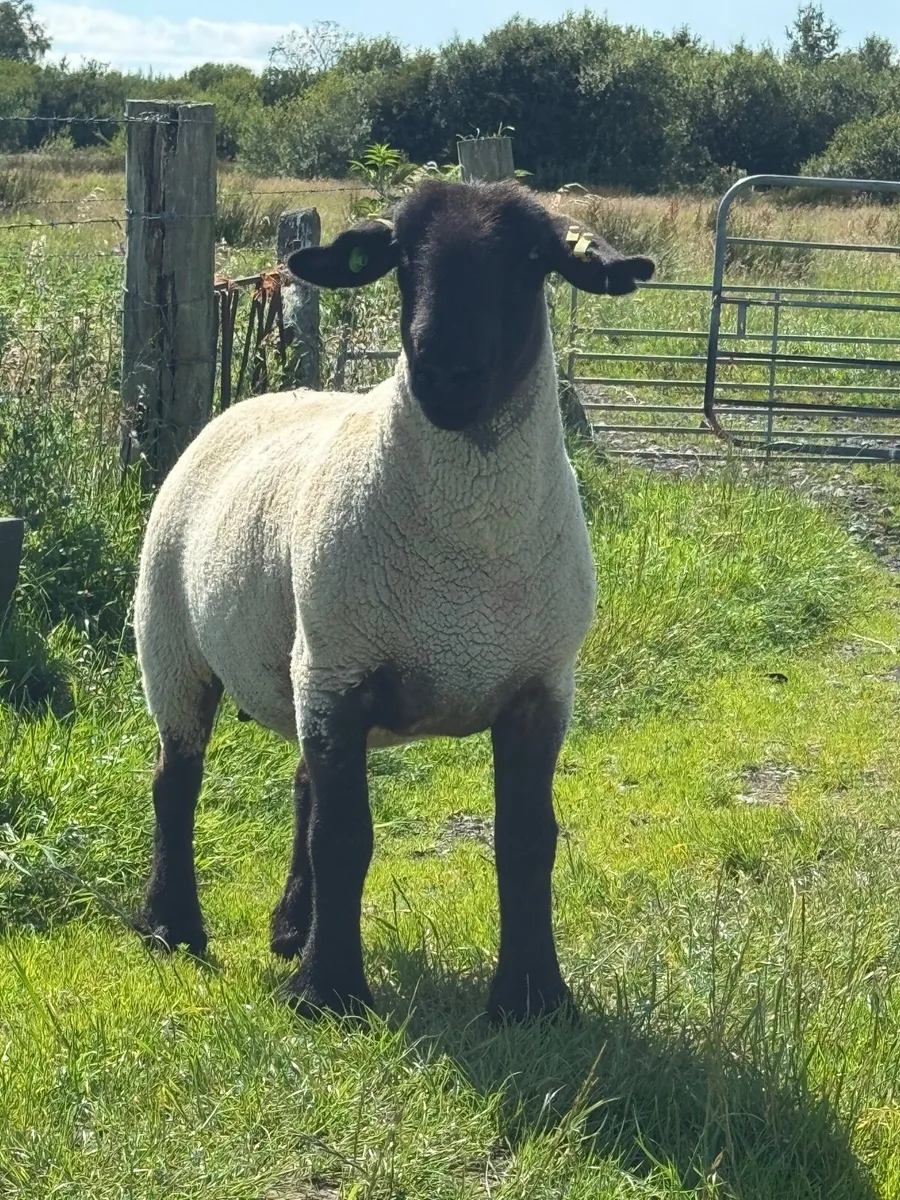 Pedigree Suffolk ewe - Image 3