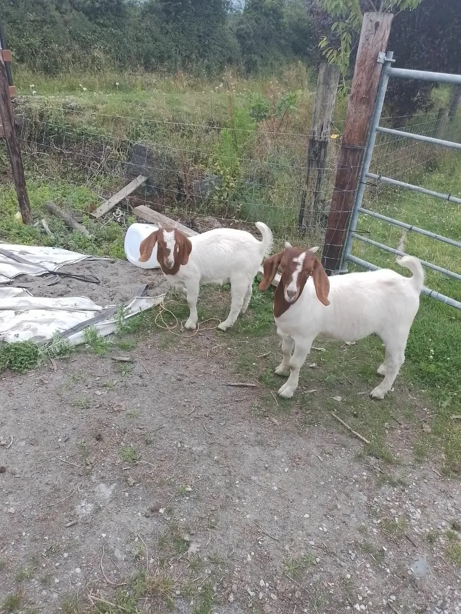 Goats - Image 3