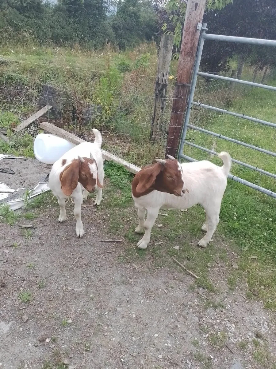 Goats - Image 4