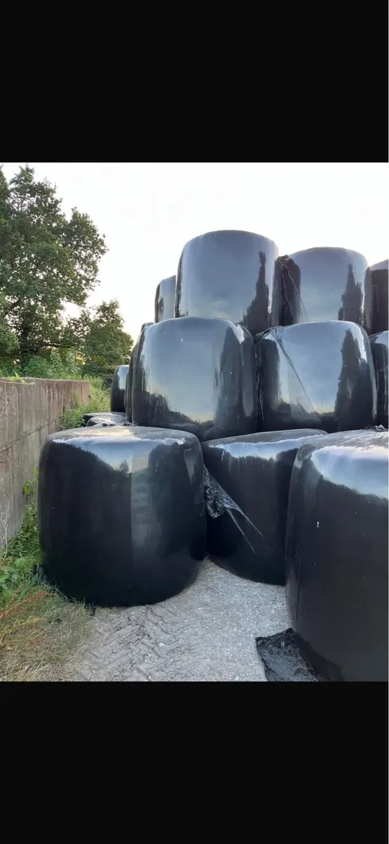 Silage bales - Image 2