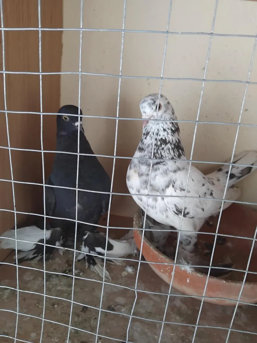 Birds - Image 1
