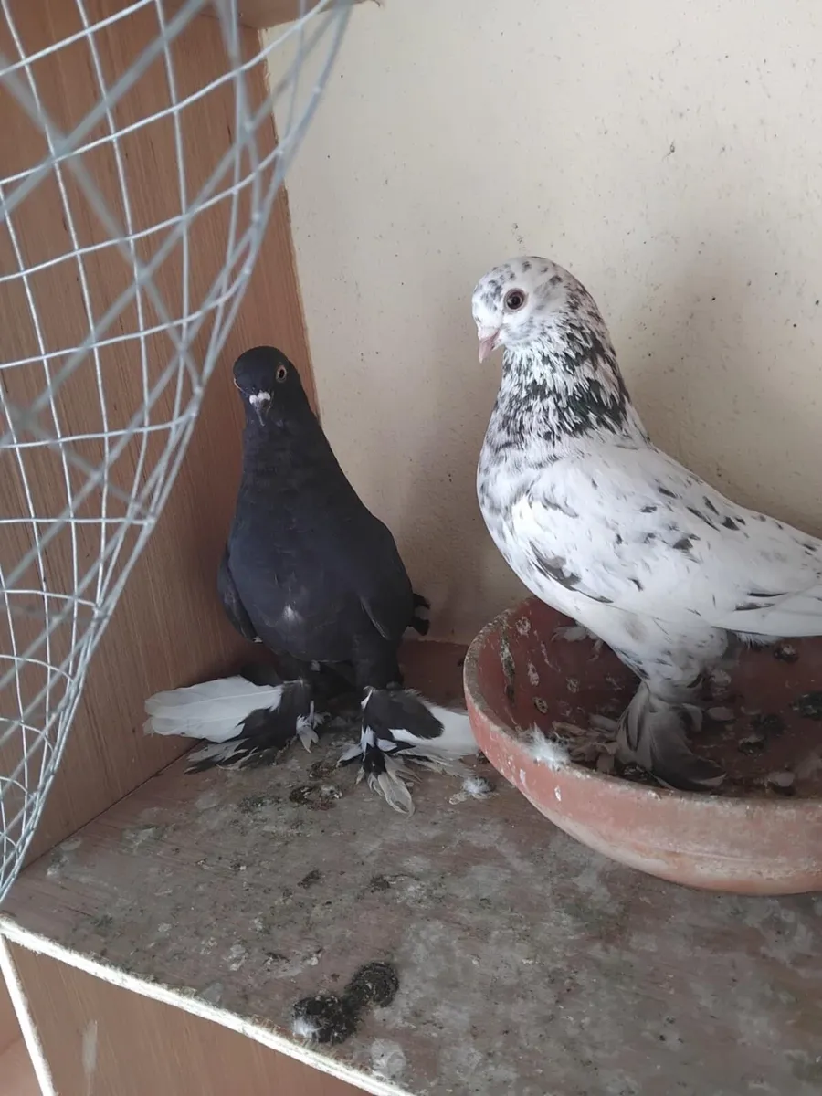 Birds - Image 2