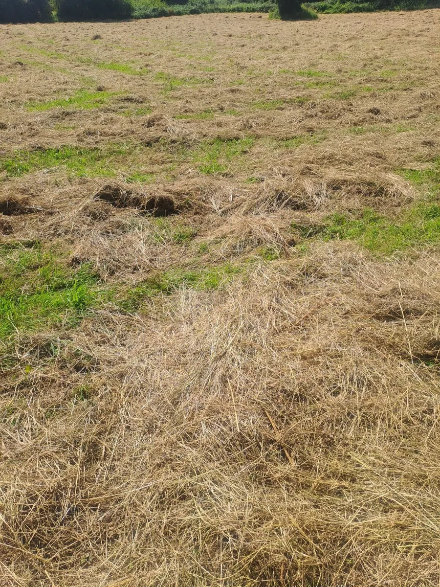 Square bale's of Hay - Image 2