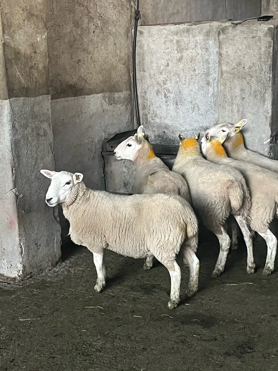 💥5 serious Cheviot ewe hoggets 💥 - Image 2