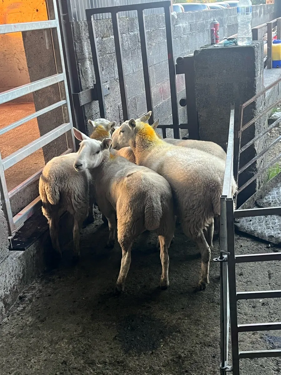 💥5 serious Cheviot ewe hoggets 💥 - Image 3