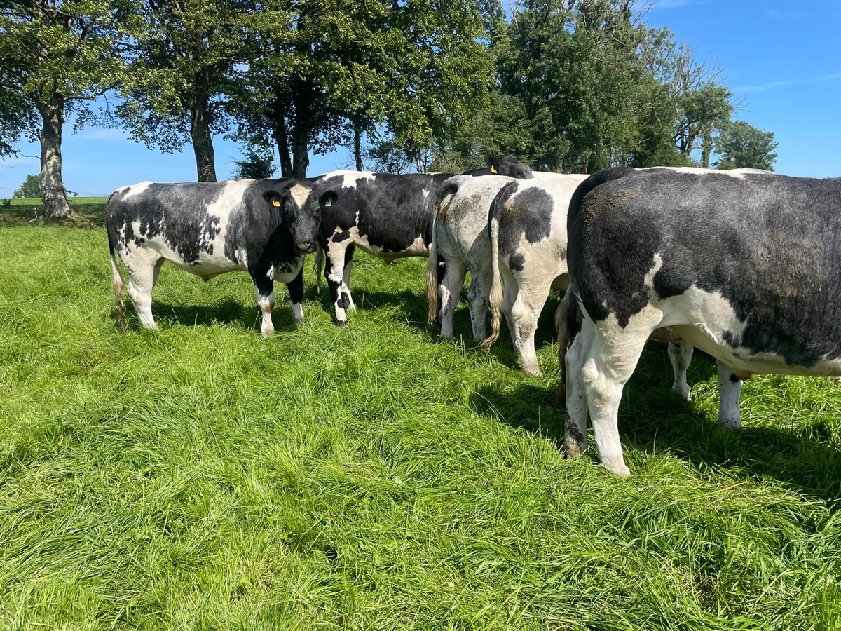 Finished Bullocks U30 Months - Image 1