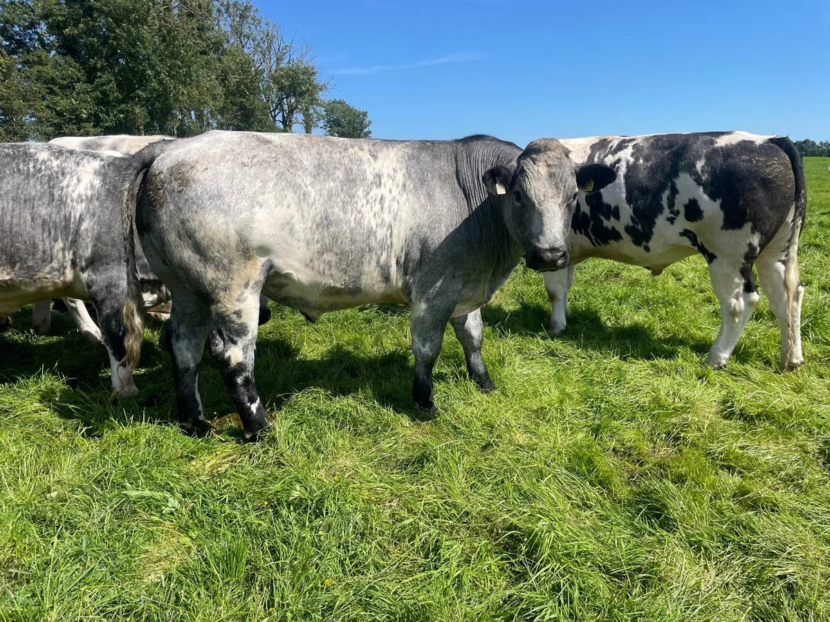 Finished Bullocks U30 Months - Image 2