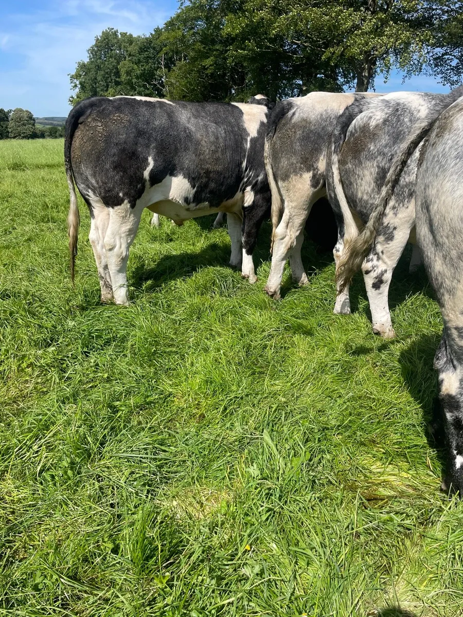 Finished Bullocks U30 Months - Image 3
