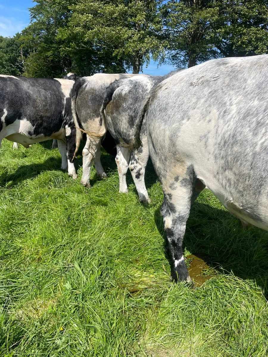 Finished Bullocks U30 Months - Image 4