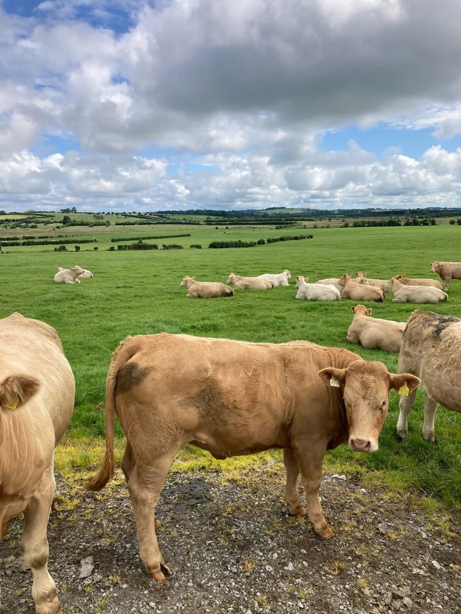 Cattle - Image 1