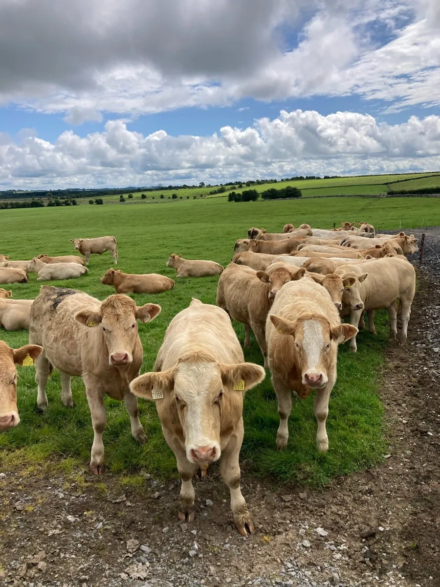 Cattle - Image 2
