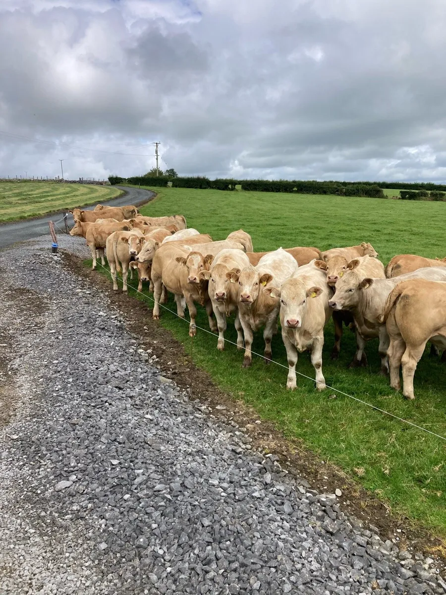 Cattle - Image 3
