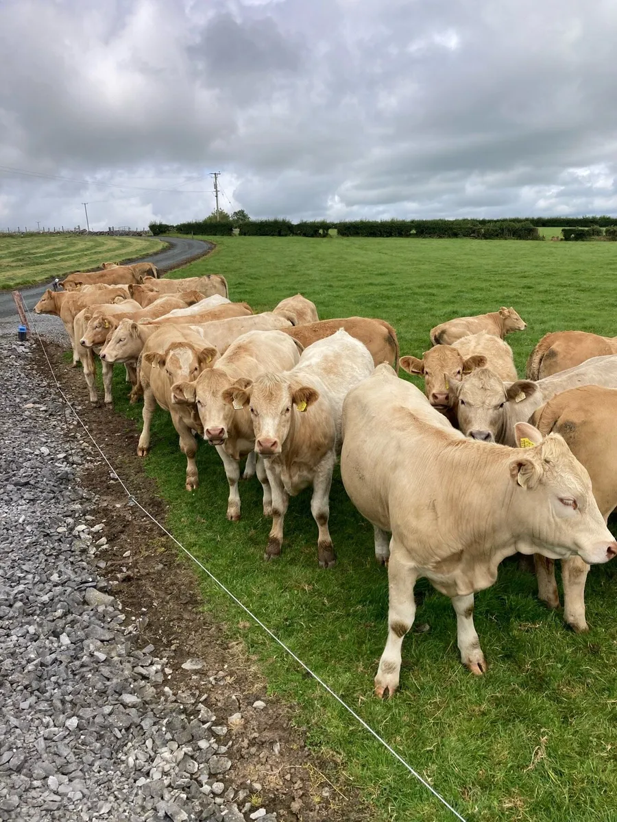 Cattle - Image 4