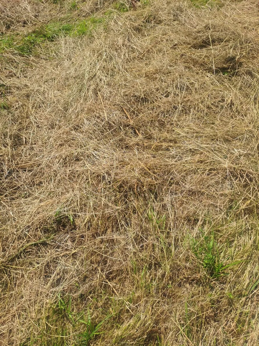 Square bale's of Hay - Image 1
