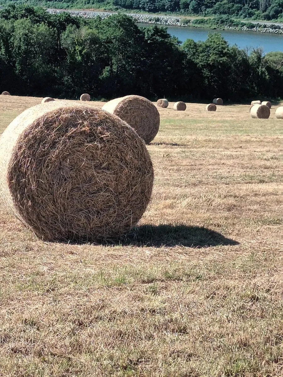 Bales of Hay - Image 1