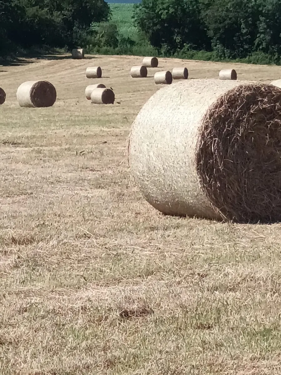 Bales of Hay - Image 2