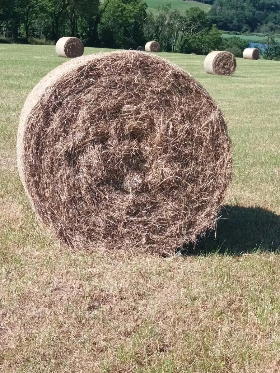 Bales of Hay - Image 3