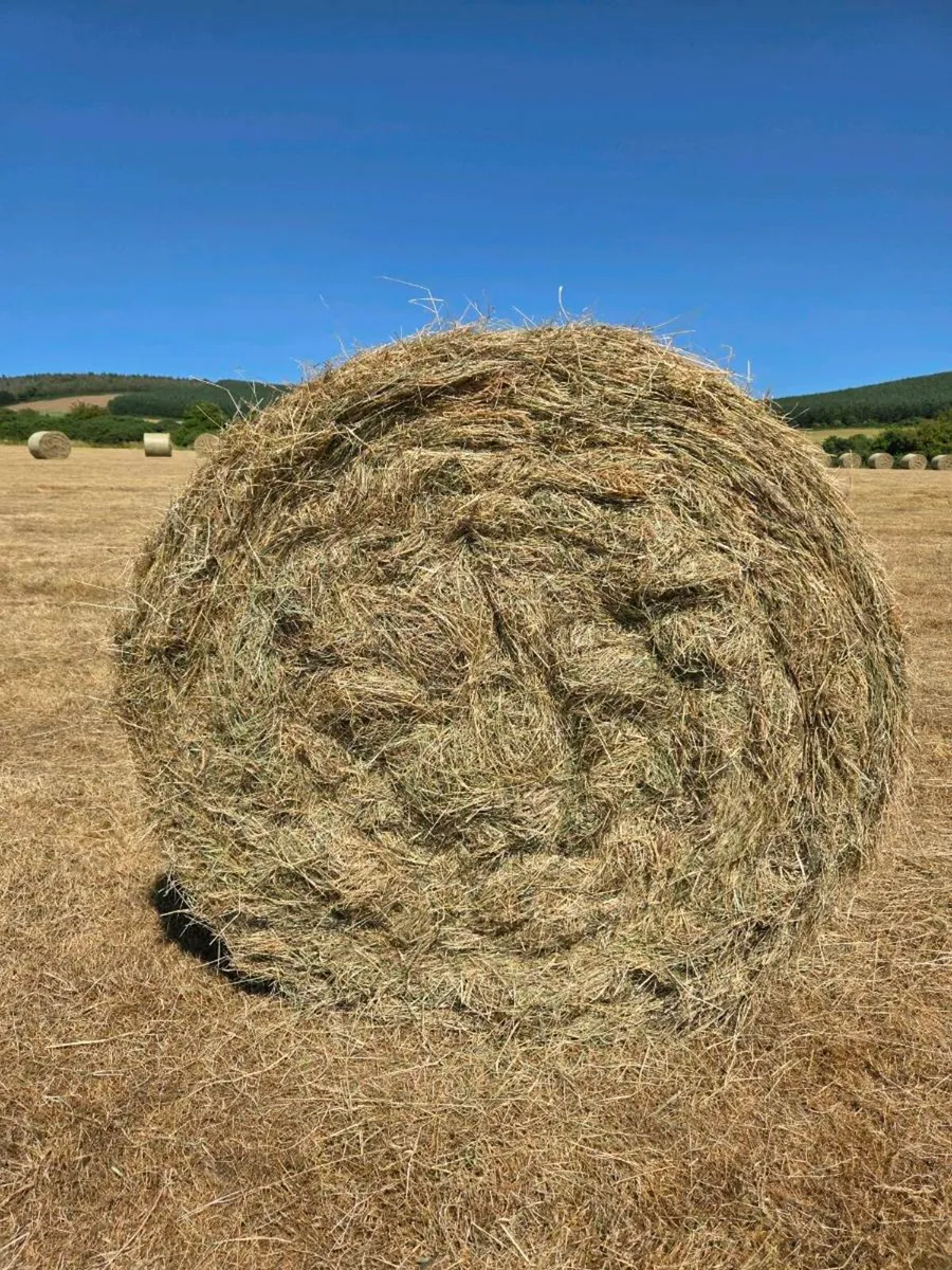 Quality Hay - Image 2