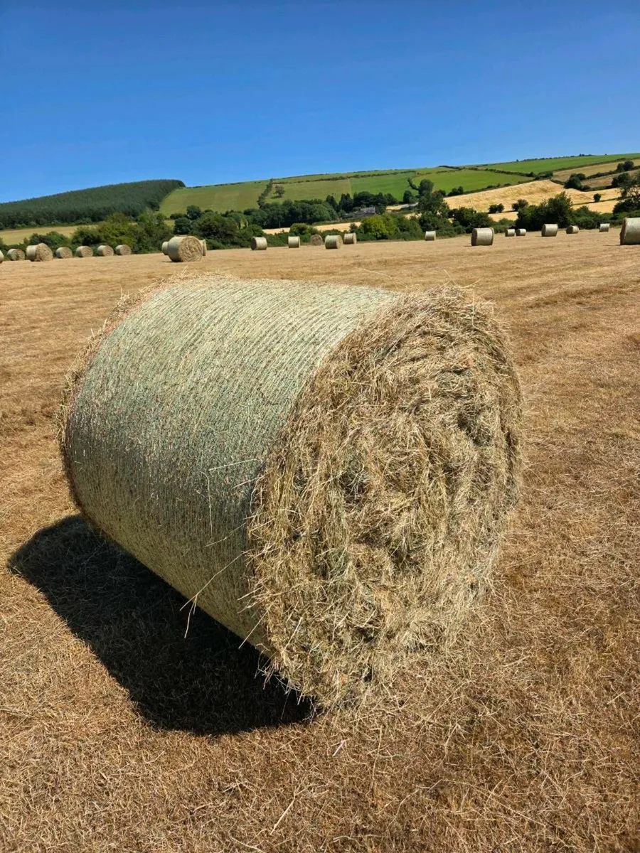 Quality Hay - Image 1