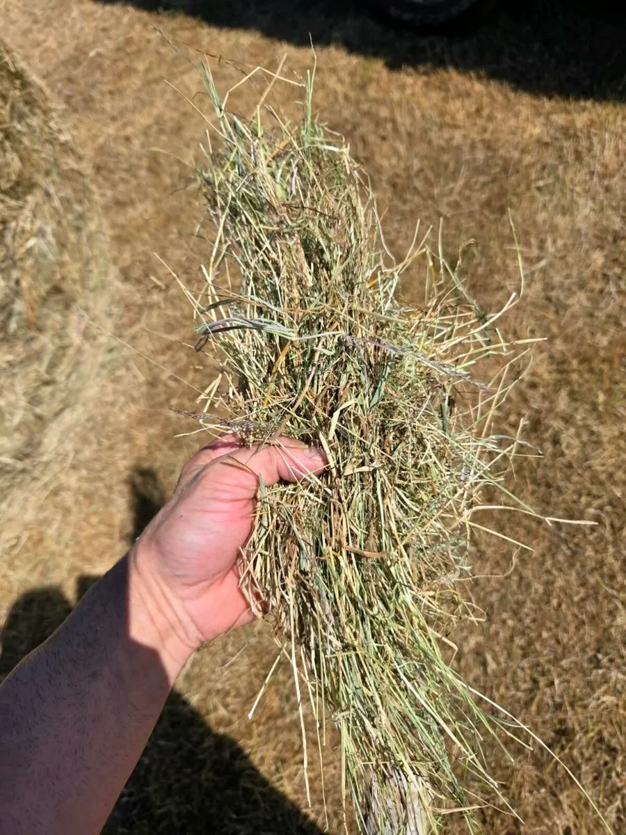 Quality Hay - Image 3