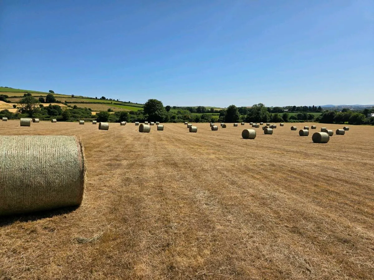 Quality Hay - Image 4