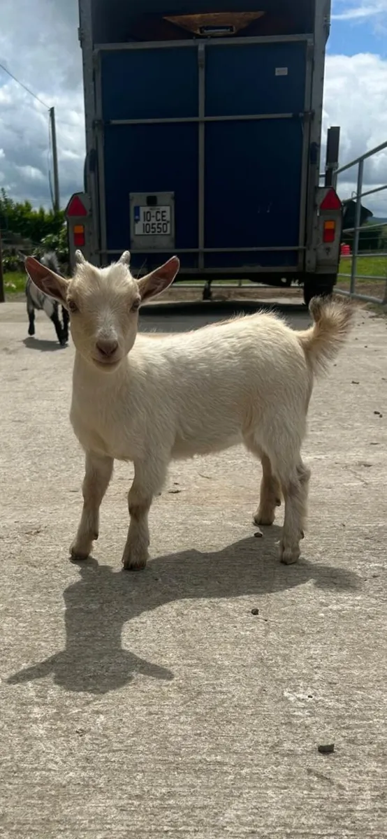 Pygmy Goats - Image 1
