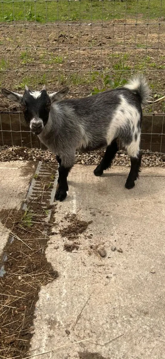 Pygmy Goats - Image 2