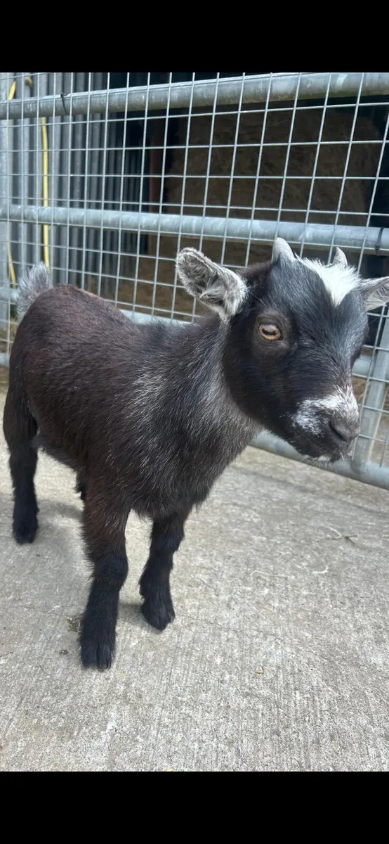 Pygmy Goats - Image 3