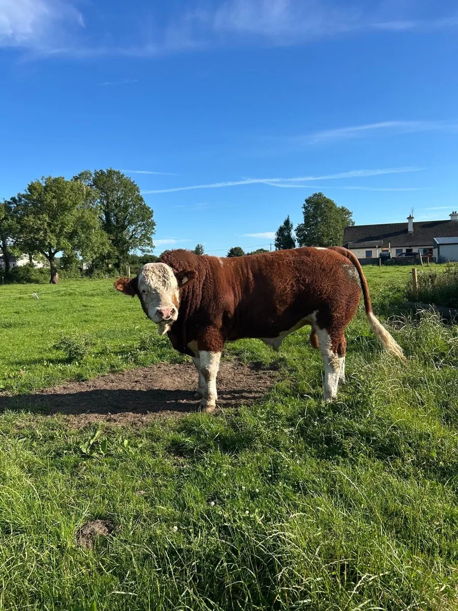 Bull - Image 1