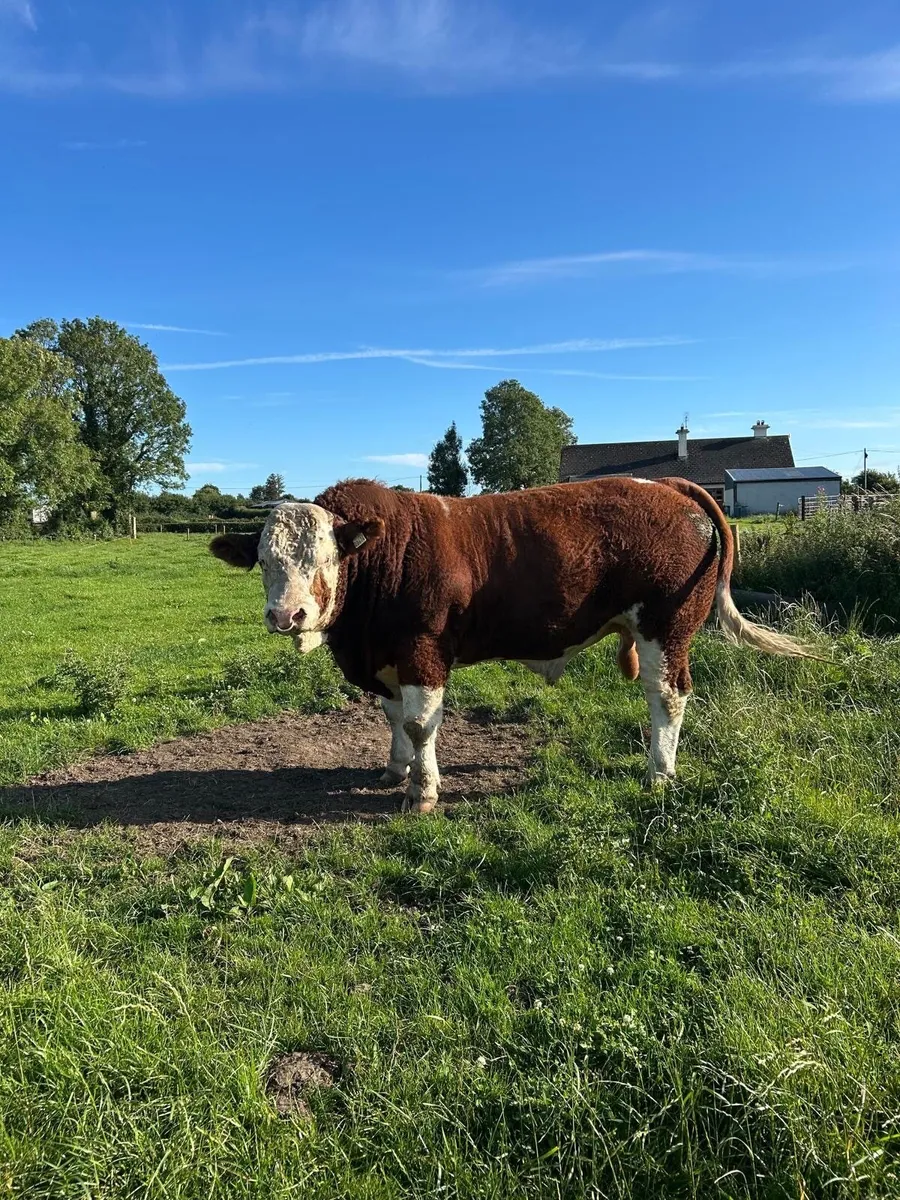 Bull - Image 2