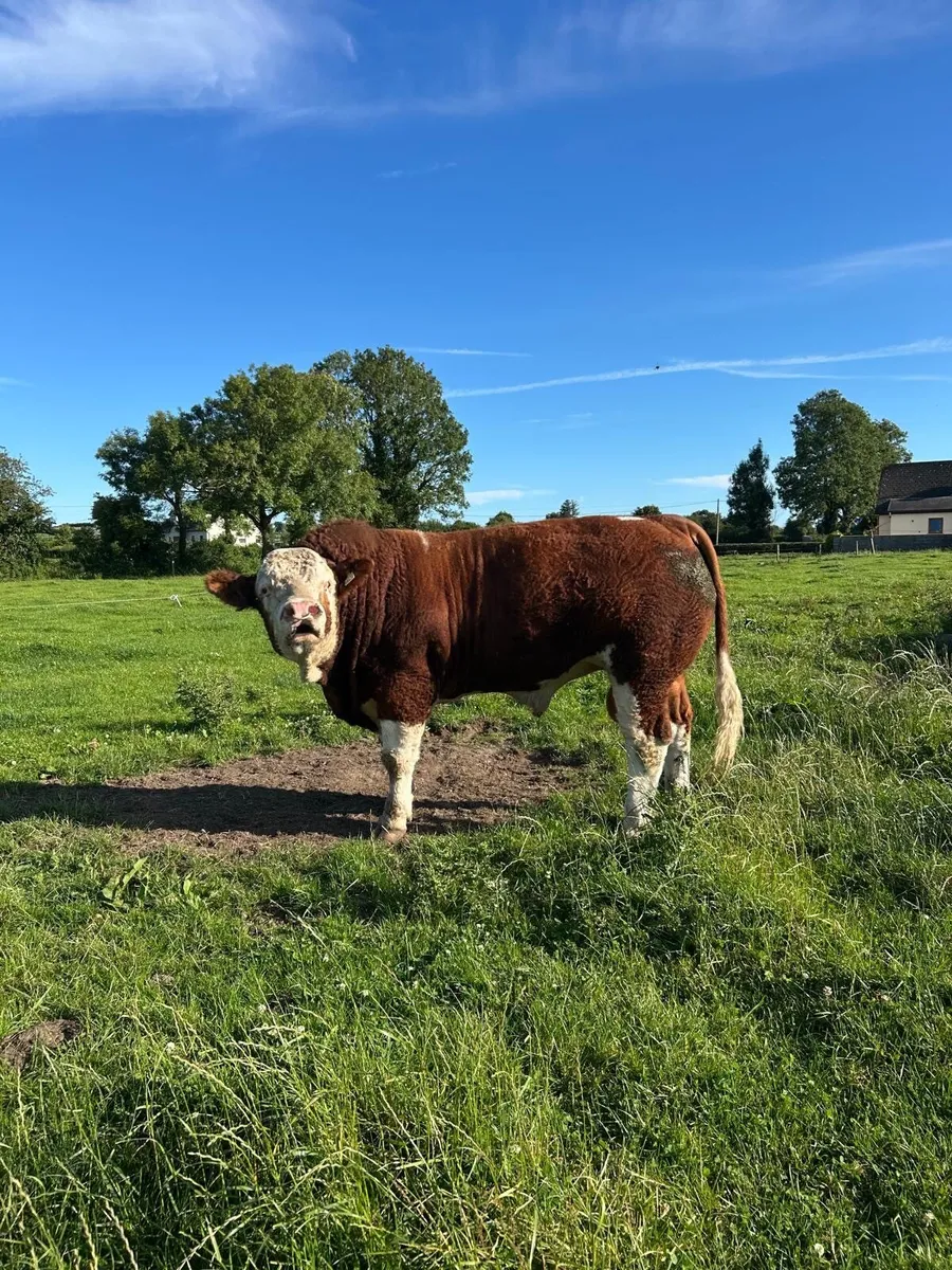 Bull - Image 3