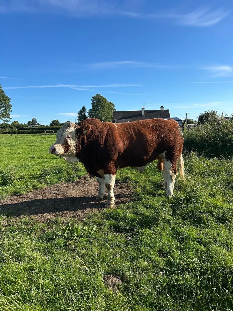 Bull - Image 4