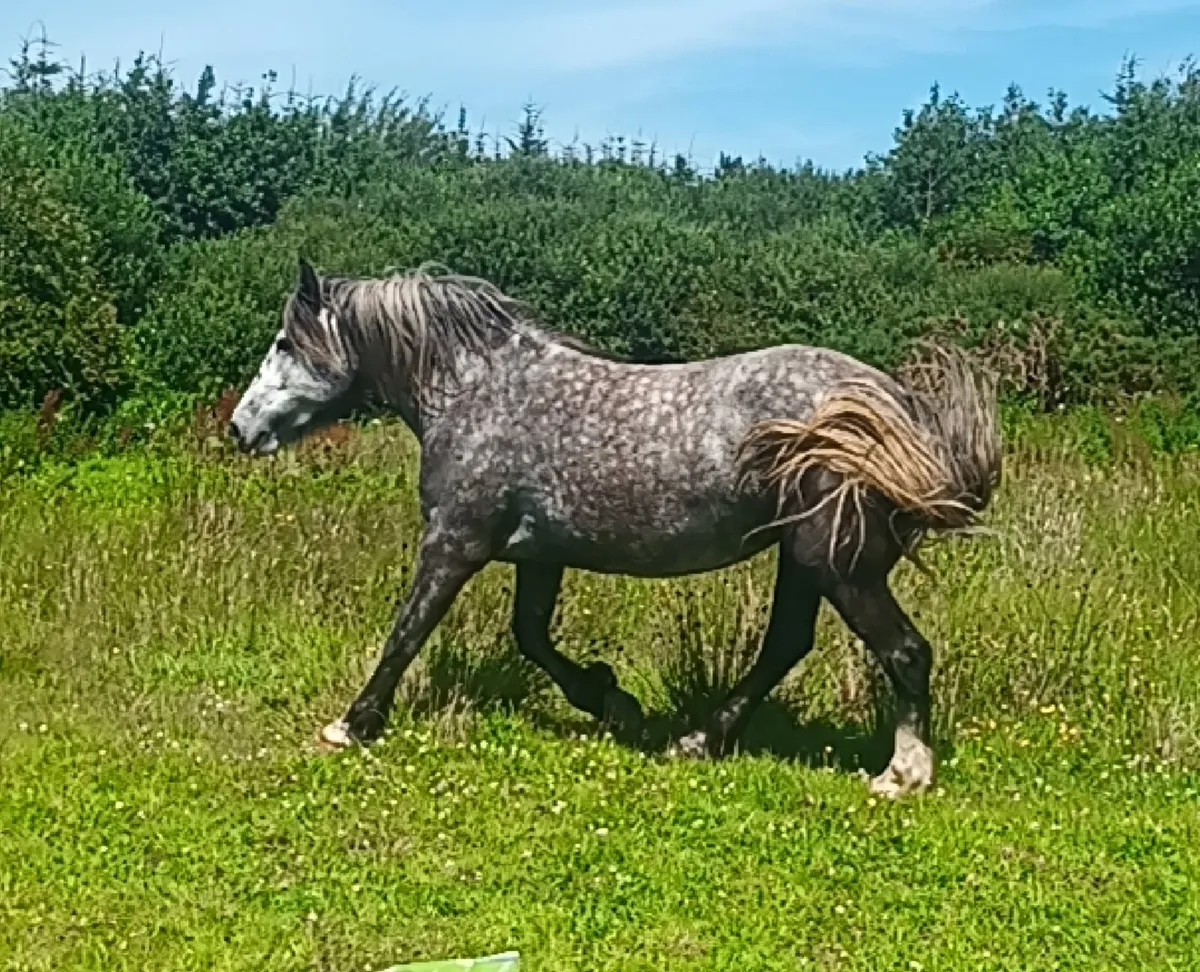 15.3  3 year old - Image 1
